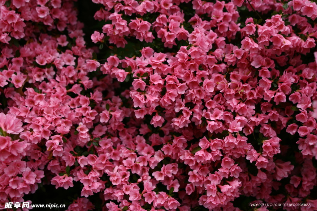 春天美丽的粉红色花