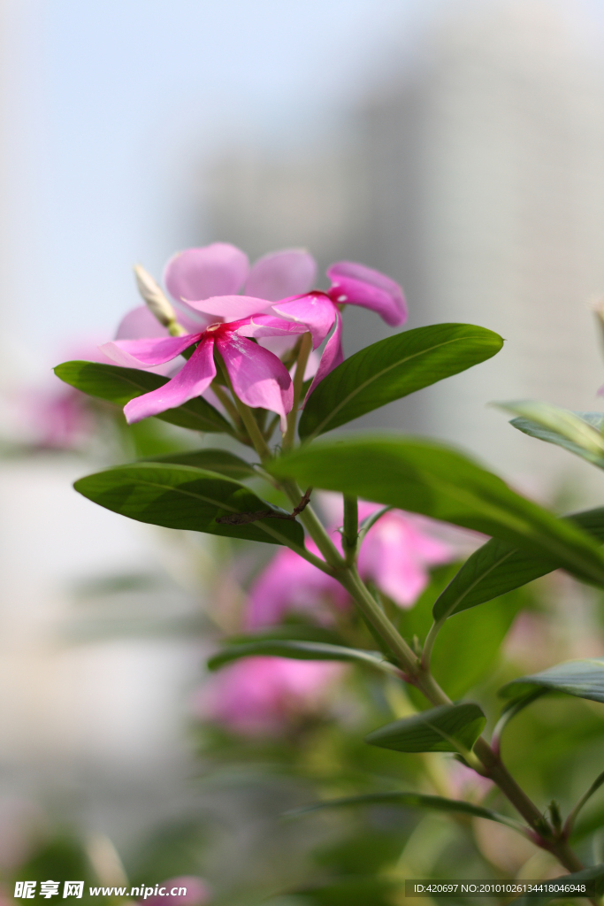 春天的花朵