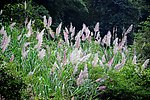 芦苇花开