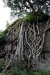 黄桷树