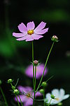 波斯菊