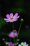 波斯菊