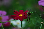 波斯菊