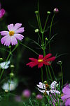 波斯菊