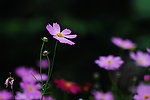 波斯菊