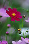 波斯菊