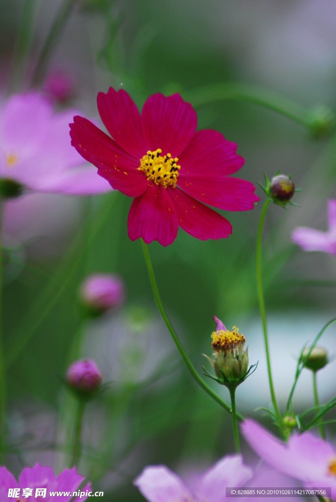 波斯菊