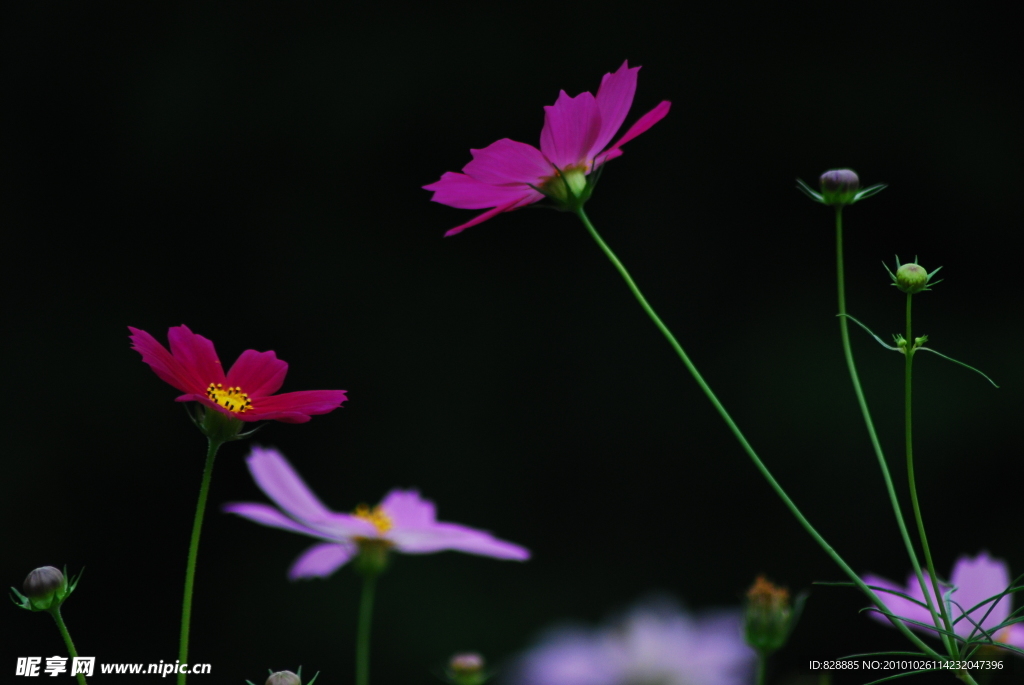 波斯菊