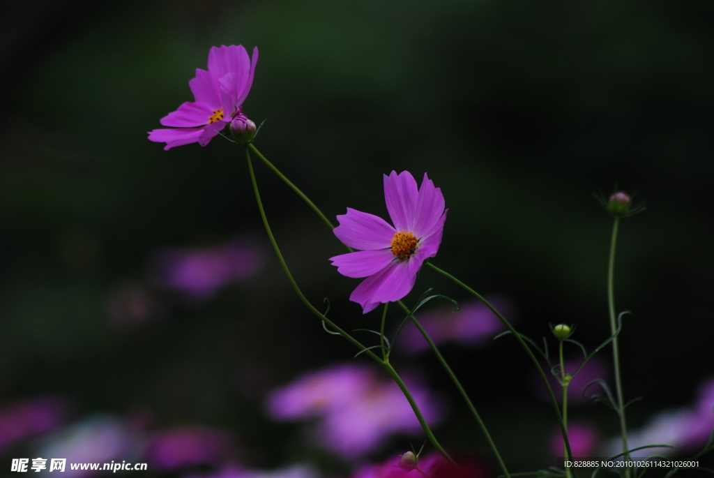 波斯菊