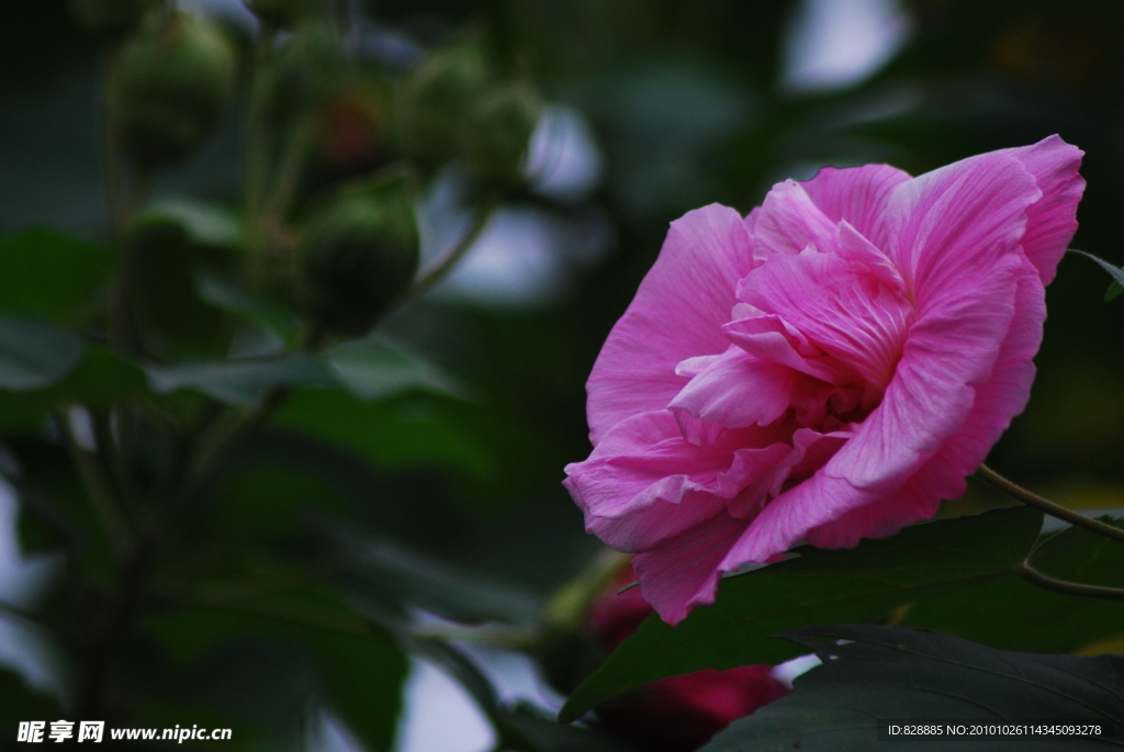 芙蓉花