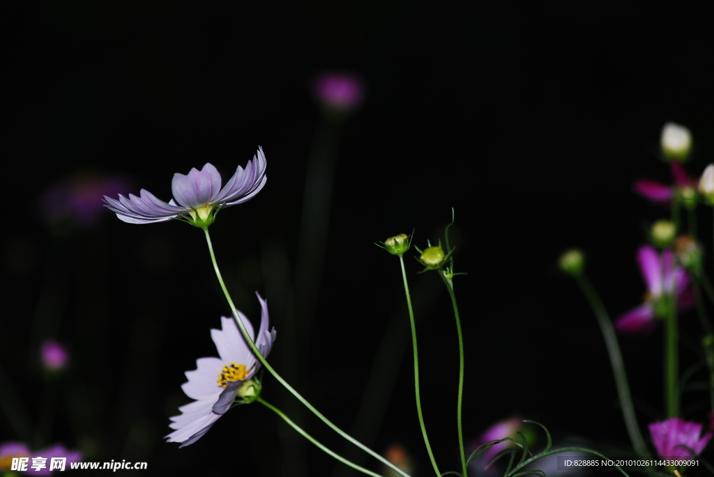 波斯菊
