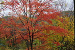 万山红遍