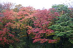 满山红叶