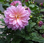 大丽花