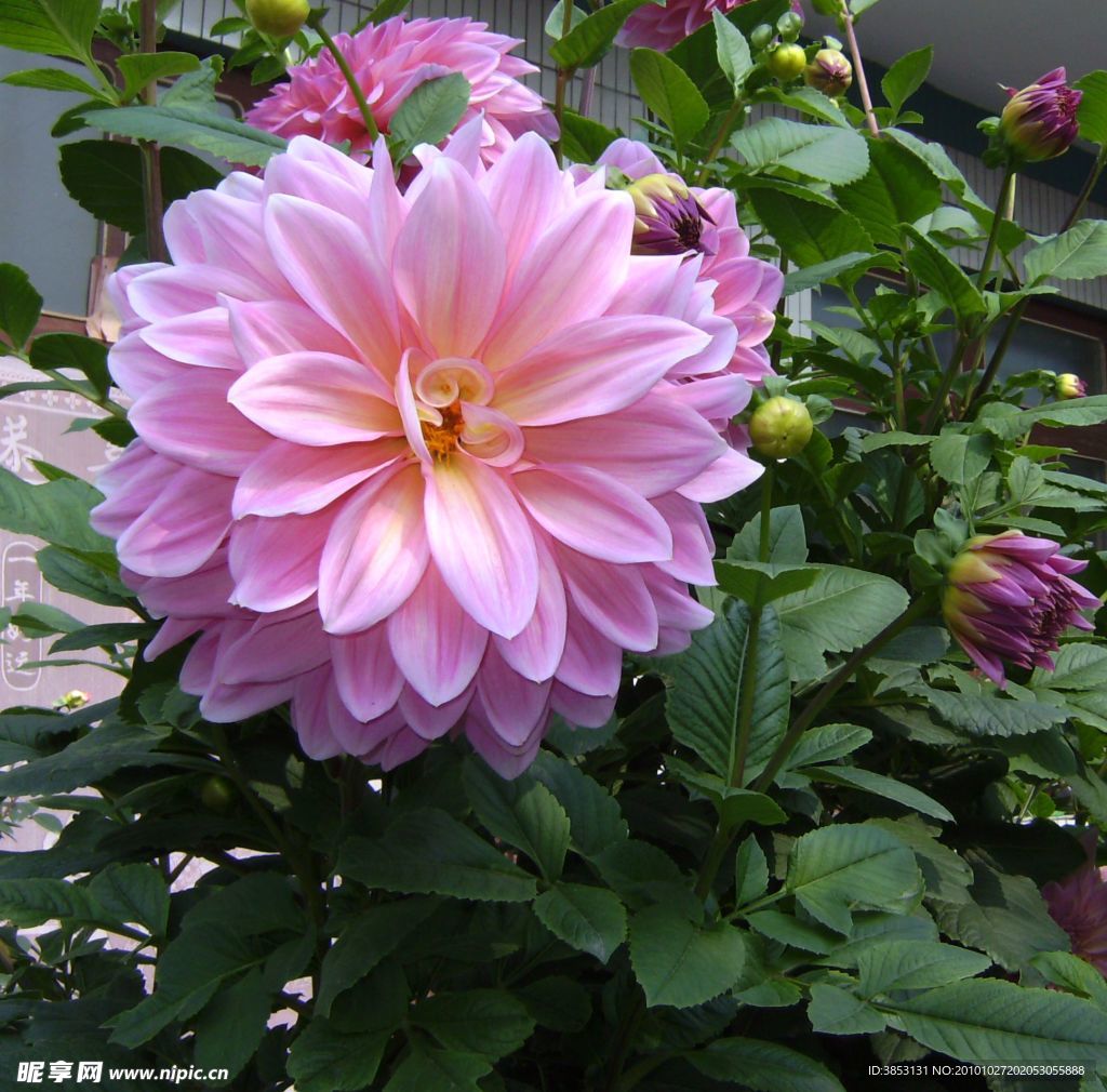 大丽花