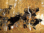 桦树林