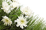 白色菊花