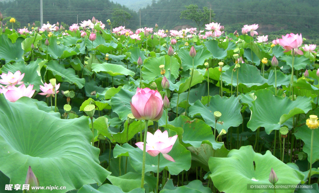 荷花