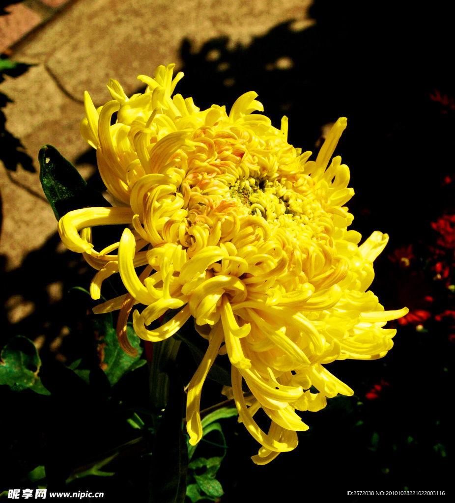 菊花