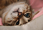 可爱 猫咪