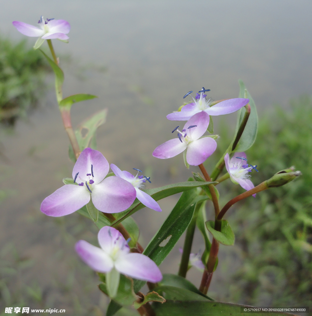 水草花