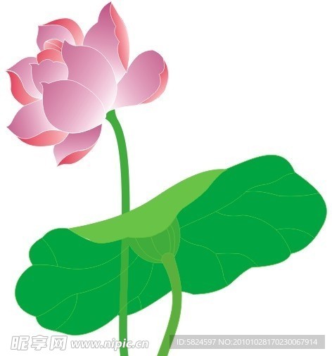 莲花