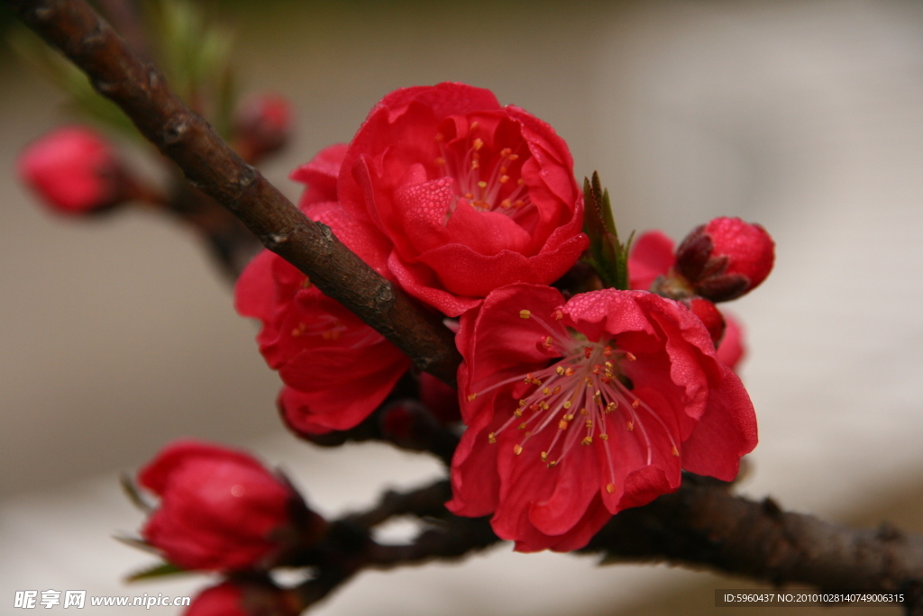 桃花开了