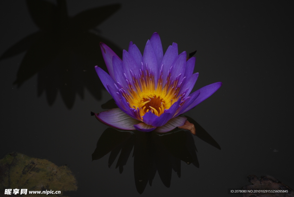 莲花