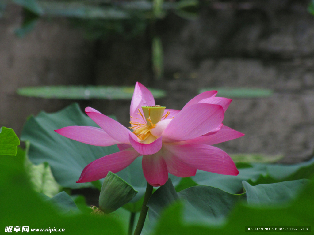 心花怒放