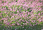 鲜花
