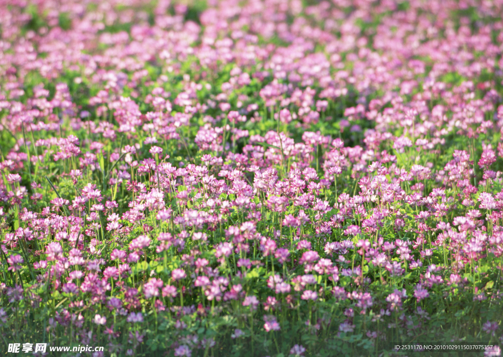 鲜花