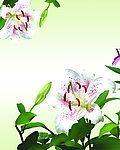 百合花 移门