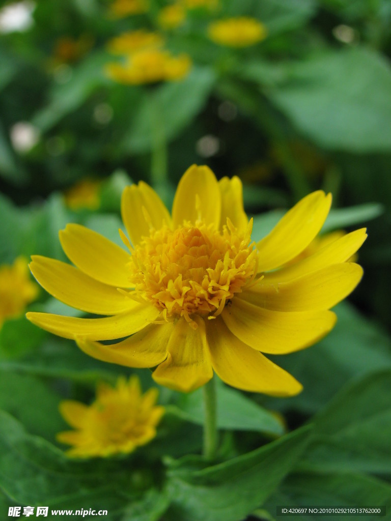 高清花蕊