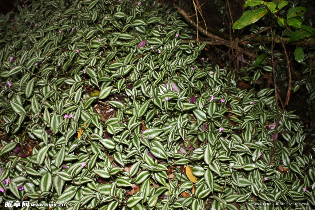 热带雨林植物吊竹梅