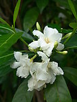 狗牙花