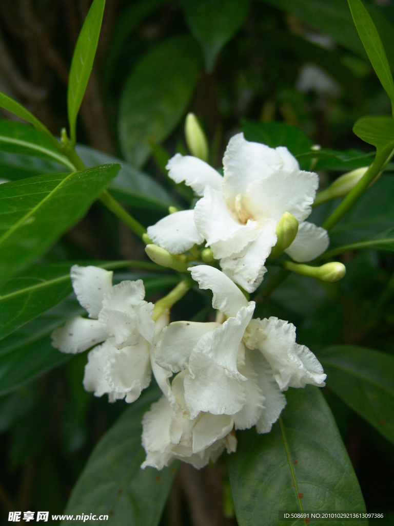 狗牙花