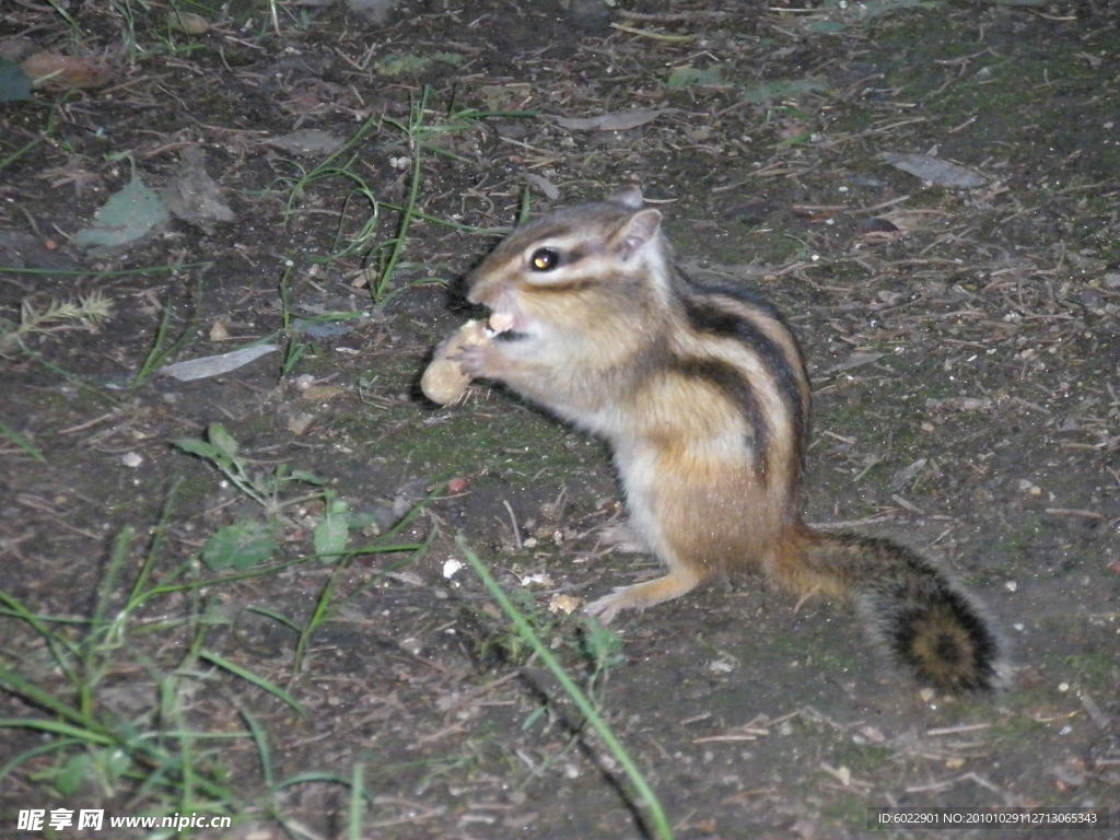 松鼠