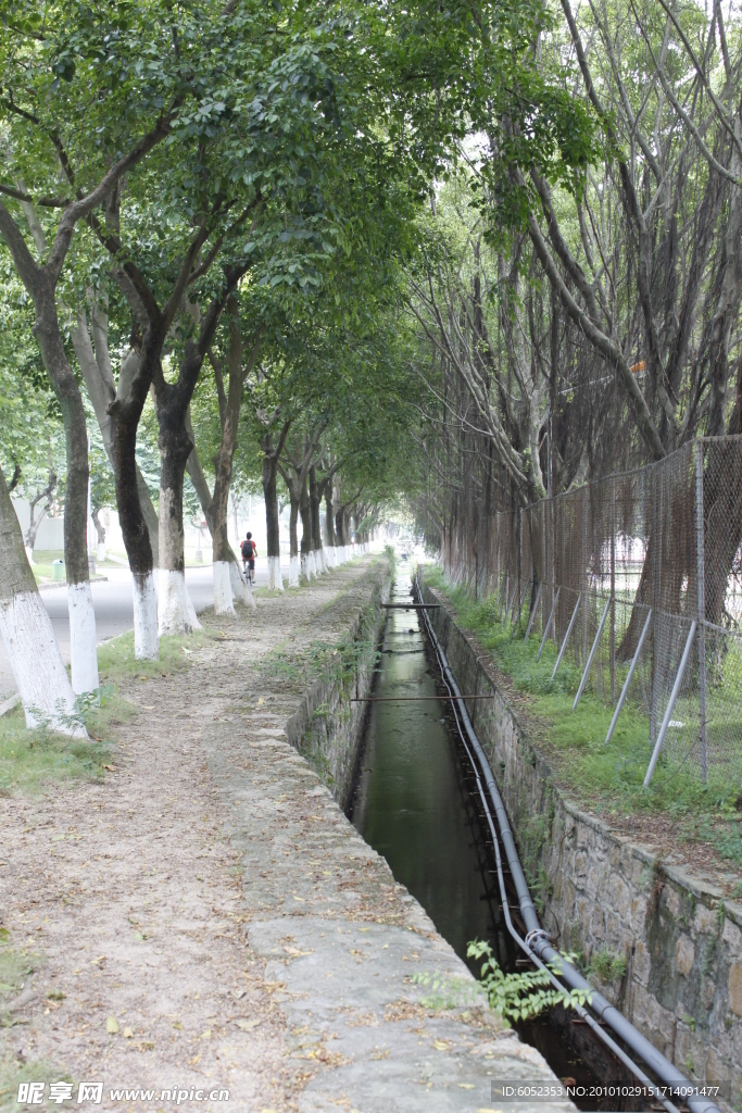 树的隧道