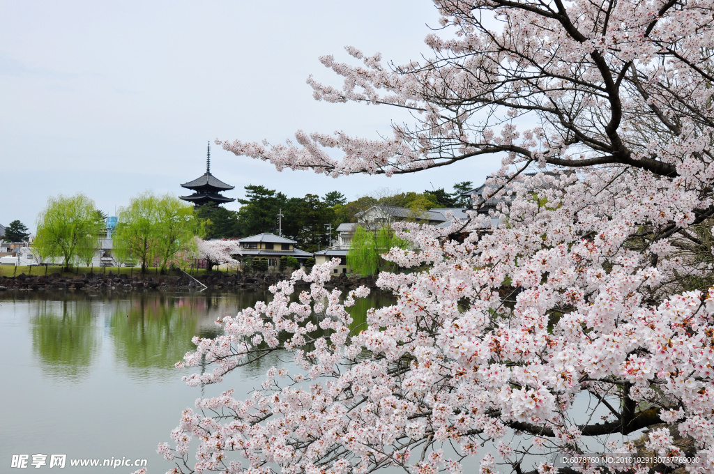 寺庙与樱花