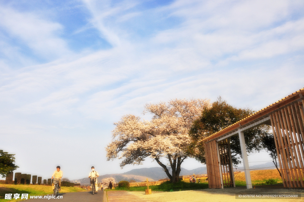 旷野下的樱花