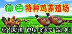 特种鸡养殖场