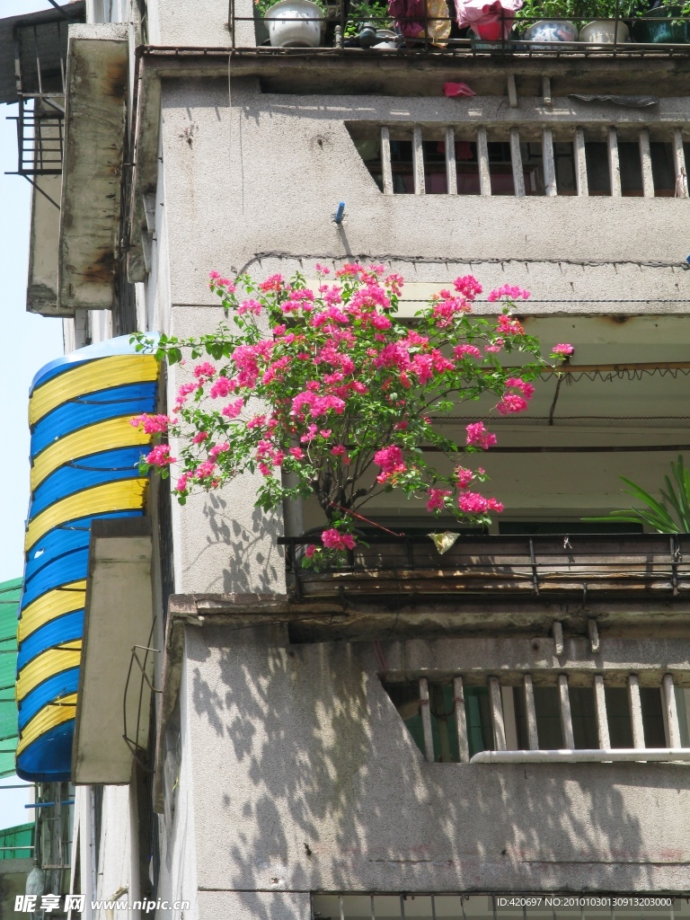 阳台上的樱花