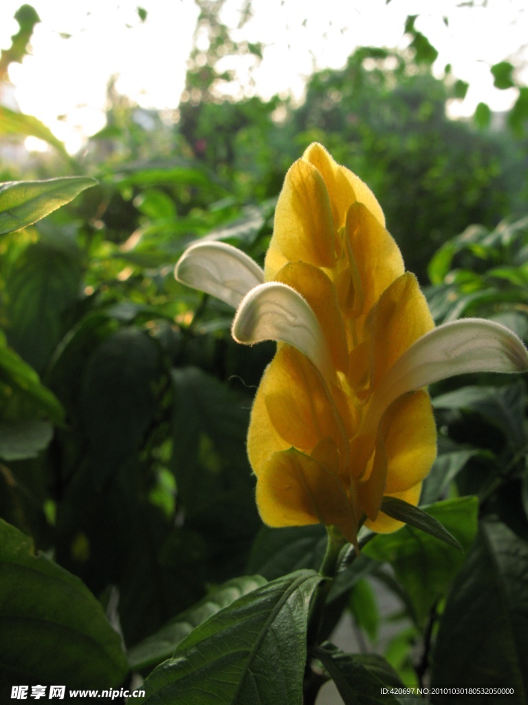 高清花蕊