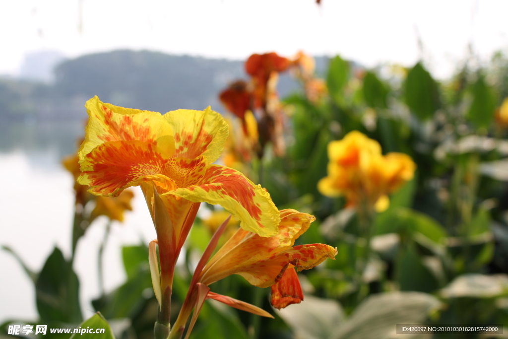 高清花蕊