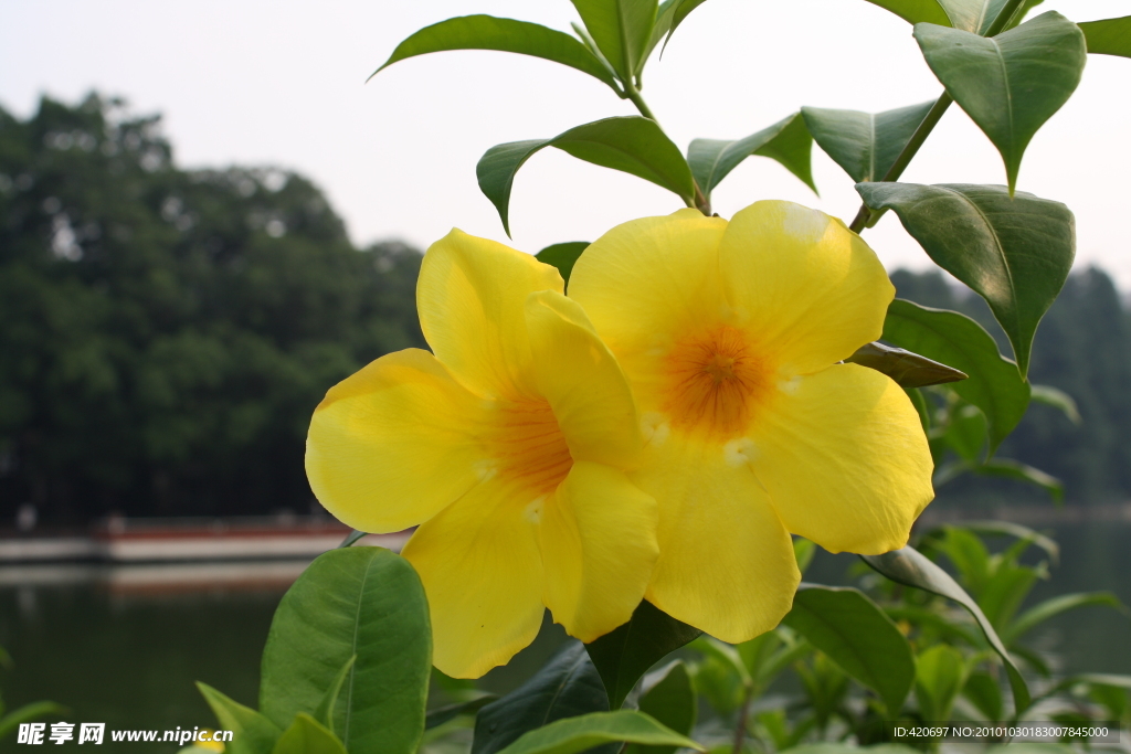 高清花蕊