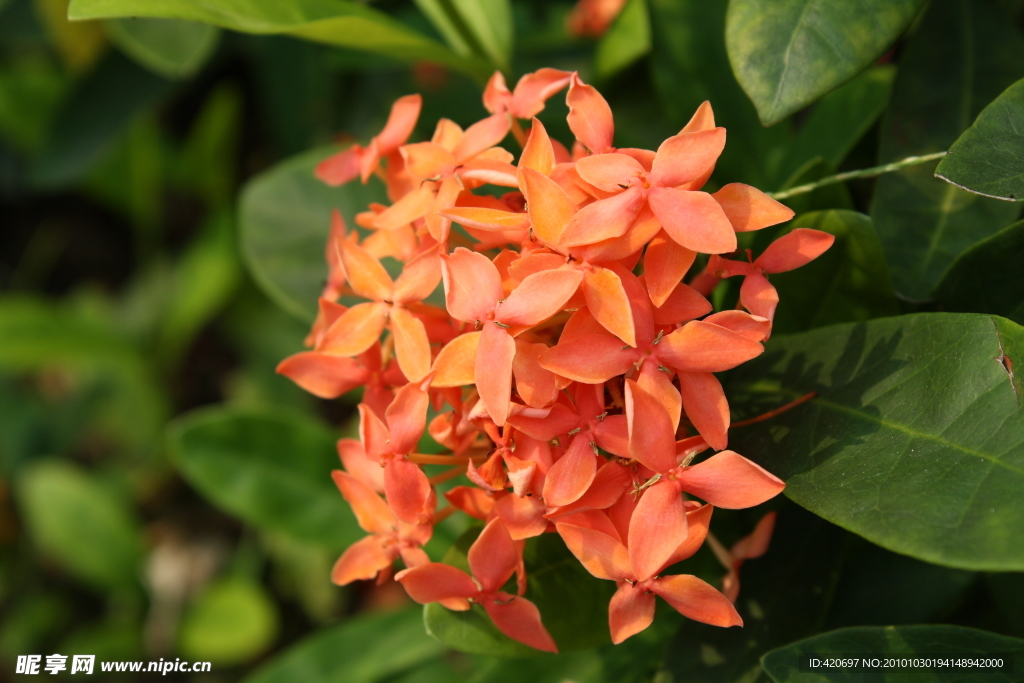 高清花蕊