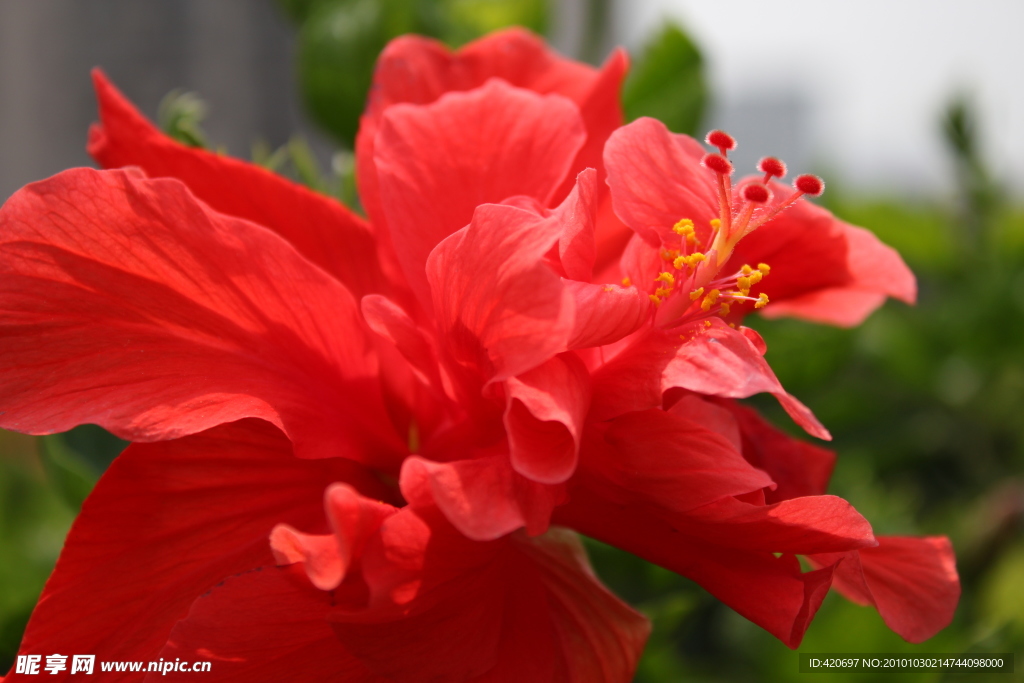春天的花蕊