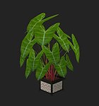 植物