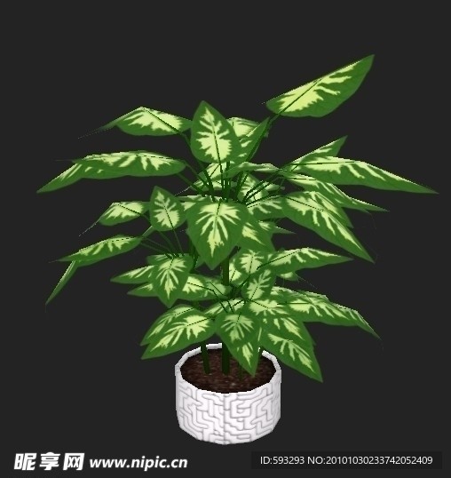 植物
