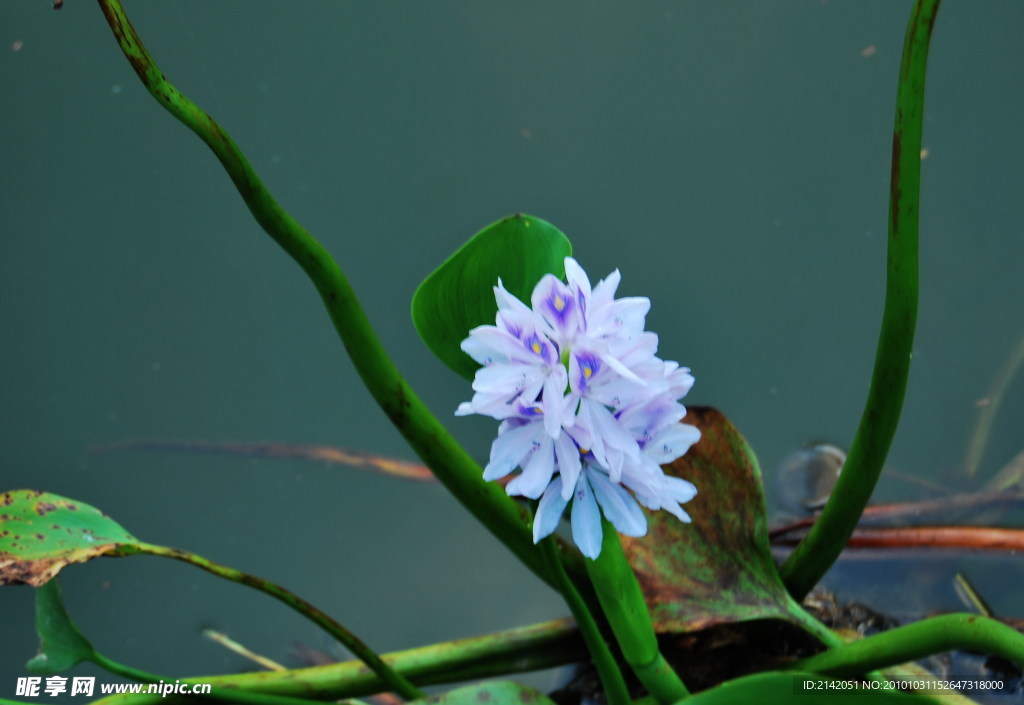 池塘的白花